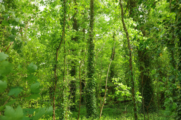 Lush vegetation in springtime in a green forest in England. Background
