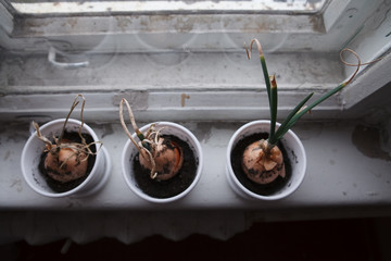 flower, window,