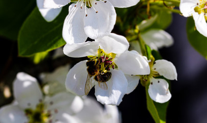 Wild pink fragile pear tree blossom blooming in spring with a bee or a wasp collecting pollen...