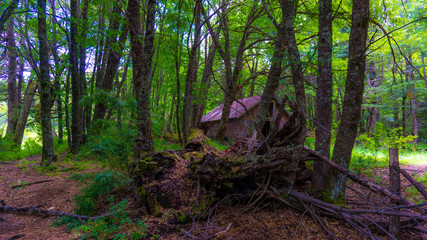 house in the forest 