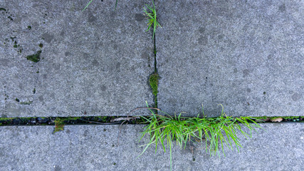 Concrete tile garden path, overgrown with grass