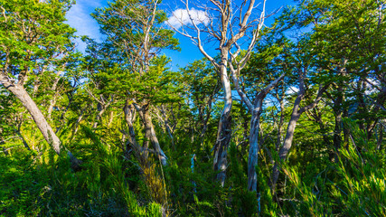 forest araucaria and trees