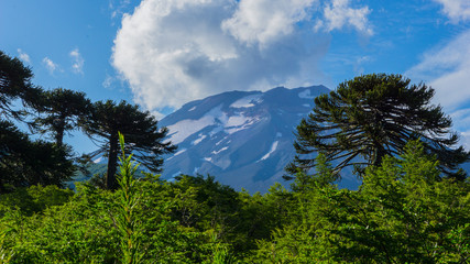 volcano and araucaria forest
