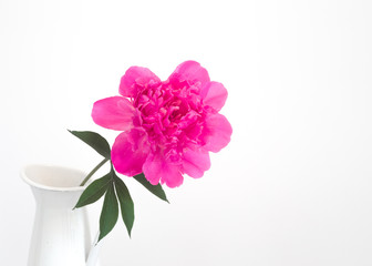 Pink peonies in white enamelled vase. Blooming flower over white walls of provence interior. Cozy Home interior with decor elements. White peonies in a vase on a white background.