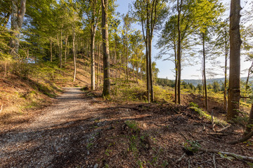 Weilhartsforst, Hochburg-Ach, Bezirk Braunau, Oberösterreich, Österreich, Austria, Heilbrünnl, Heilbründl, Weg