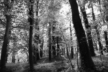 Woodland in black and white.