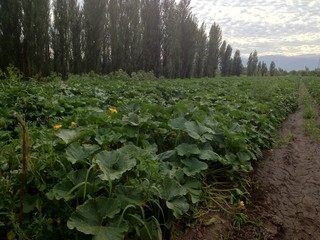 zapallos and camote and pumpkin