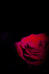 Red rose with dark backlight