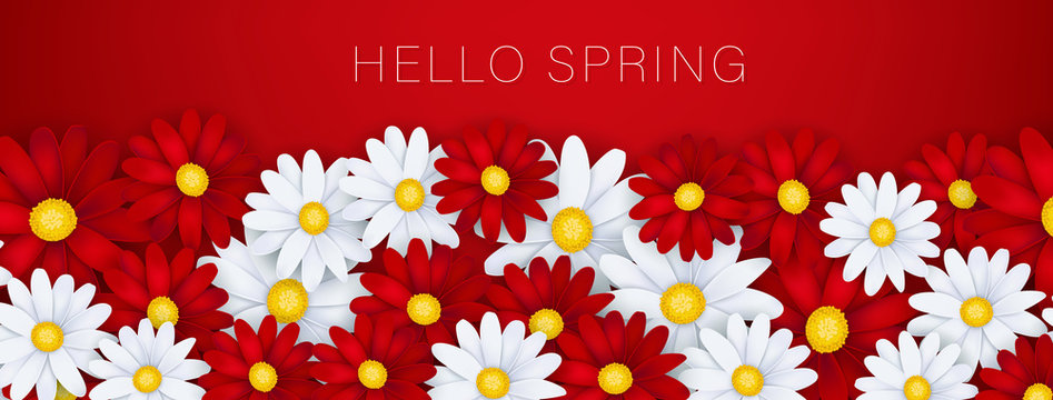 Hello Spring banner or newsletter header. White and red realistic daisy flowers. Floral design wallpaper. Vector illustration.