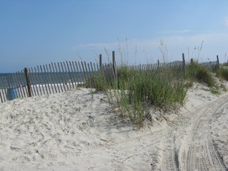 Beach Scene with Grass