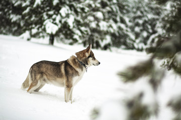 Fototapeta na wymiar Winter time. Dog in a forest. Siberian Husky in a woods, playing and enjoying in a snow. 