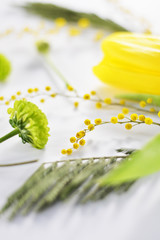 spring flowers macro on the white background