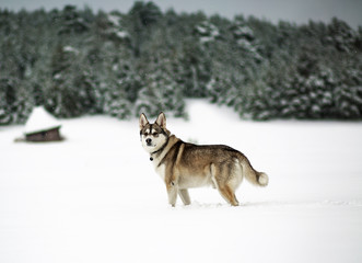 Winter time. Dog in a forest.  Siberian Husky in a woods, playing and enjoying in a snow. 