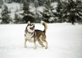 Winter time. Dog in a forest.  Siberian Husky in a woods, playing and enjoying in a snow. 