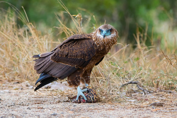 Juvenile bateleur sitting on a dead leopard tortoise in Kruger National Park in South Africa