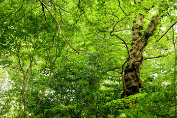 Fototapeta premium Lush vegetation in springtime in a green forest in England. Background