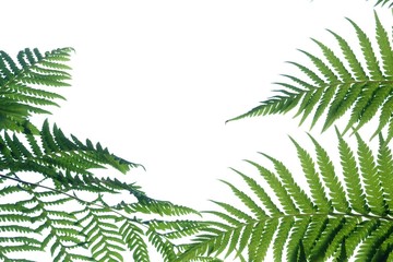 Tropical fern leaves on white isolated background for green foliage backdrop and copy space 