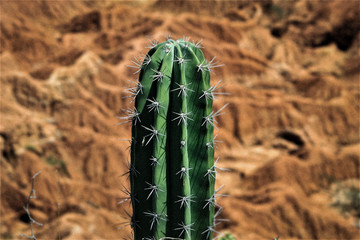 Cactus en Tatacoa