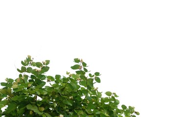 Tropical tree leaves with branches on white isolated background for green foliage backdrop 