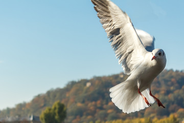 A white seagull in flight with wings spread wide.