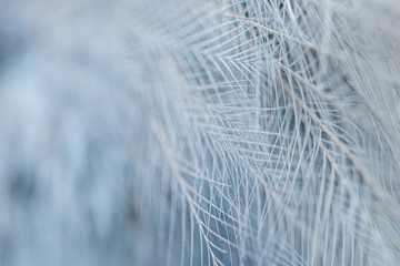 Blue asian pigeon closeup feathers background