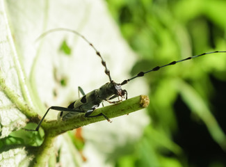 Blue-black beetle barbel sitting on a leaf. Rosalia alpina