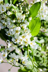 Wild Bird Cherry also known as Prunus Padus tree blossom blooming in spring. Beautiful tender flower on sunny day.