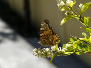 A beautiful orange butterfly sits on white flowers.
