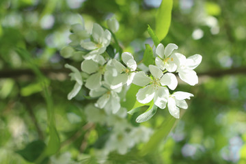 blooming apple tree branch in springtime