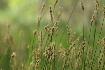 Fototapeta na wymiar Green grass background. Image with selective focus