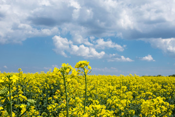Yellow rape flowers on a field against a blue sky. Crop Brassica napus. Ukrainian landscape.