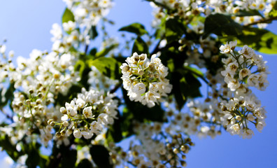 Wild Bird Cherry also known as Prunus Padus tree blossom blooming in spring. Beautiful tender flower on sunny day.