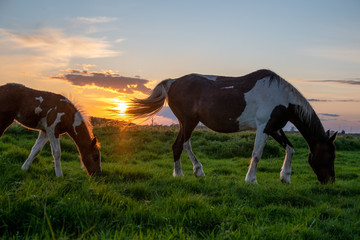 Fototapeta na wymiar A beautiful brown and white mare horse and her young foal free in a green meadow at sunset