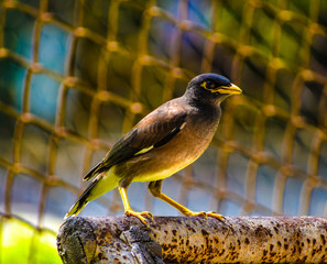 INDIAN MYNA OR CRYSTED MYNA
