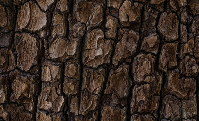 The texture of the bark a tree. Pine trunk
