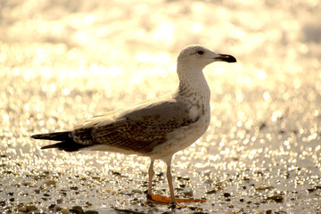 Obraz premium Goéland sur la plage 