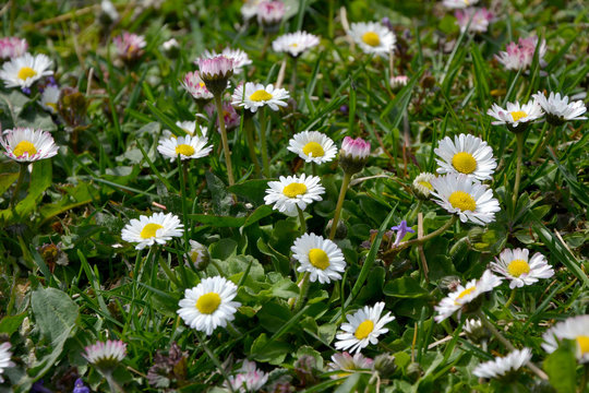 white daisies on the lawn in spring