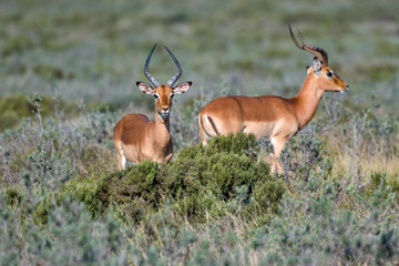 Naklejka na ściany i meble Impala photographed in South Africa. Picture made in 2019.