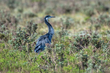 Black headed heron  photographed in South Africa. Picture made in 2019.