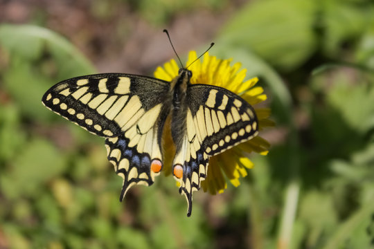 A yellow-black butterfly with blue and orange spots sits on a yellow flower.
