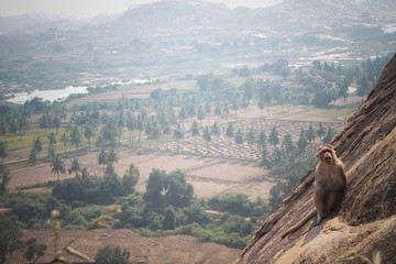 Wild monkeys in India at dawn