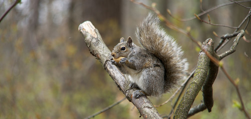 Grey squirrel perched on a branch