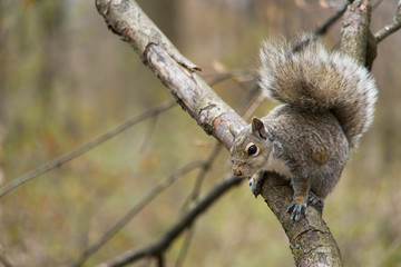 Grey squirrel perched on a branch