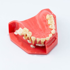 Dental education and study model of teeth.