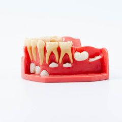 Dental education and study model of teeth.