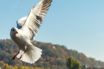 Seagull in flight with spread wings, place for text.