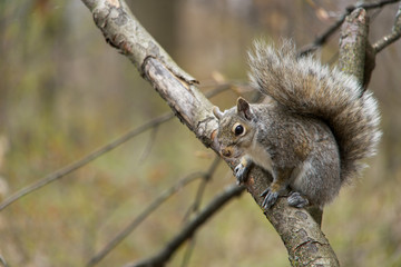 Grey squirrel perched on a branch