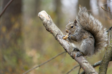 Naklejka na ściany i meble Grey squirrel perched on a branch