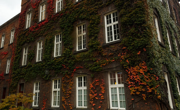 Brick wall with white windows overgrown with ivy. Autumn leaves.