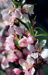 Obraz na płótnie Canvas Wild pink fragile almond tree blossom blooming in spring. Beautiful tender flower on sunny day.